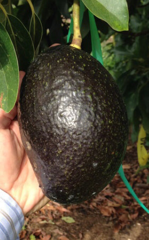 Ronnie Avocado Tree Grafted, for Sale from Florida