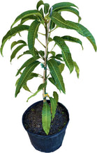 Load image into Gallery viewer, Mam Doc Mai Dwarf Mango Tree, Grafted, 3-gal Container from Florida Fruit Trees Everglades Farm 
