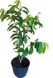 Soursop Guanabana Fruit Tree 2 Feet Tall, 3-Gal Container from Florida ...