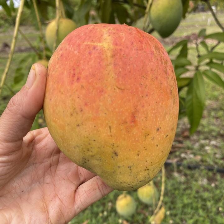 Angie Mango Tree, Grafted Fruit Trees 100-Carlos Tropical Fruits 