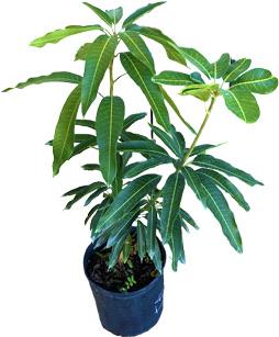 Mango Tree Julie Dwarf Grafted, 3-gal Container from Florida Fruit Trees Everglades Farm 
