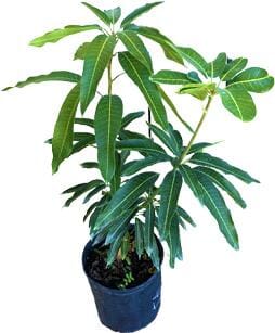 Super Julie Mango Tree Grafted Fruit Trees 102-Zill High Performance Plants 