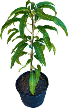 Alphonso Mango Tree Grafted Fruit Trees 102-Zill High Performance Plants 12-18 inches & 1-gal