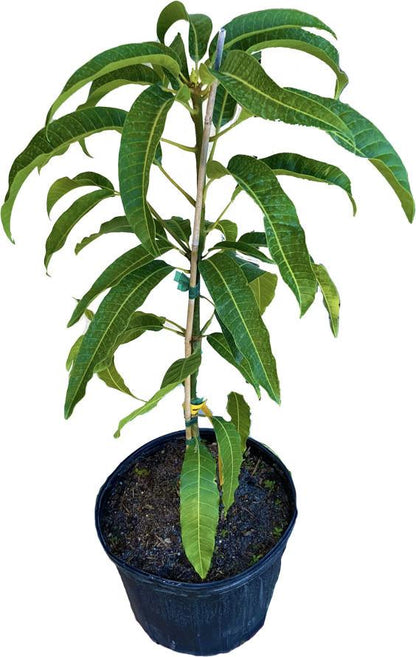 Mam Doc Mai Dwarf Mango Tree, Grafted, 3-gal Container from Florida Fruit Trees Everglades Farm 