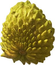 Atemoya Geffner Fruit Tree, Grafted 100-Carlos Tropical Fruits 