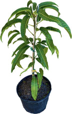Van Dyke Mango Tree, Grafted Fruit Trees 103-Pine Island Nursery 