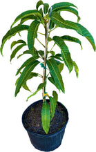 Load image into Gallery viewer, Alphonso Mango Grafted 3 Gal Container Everglades Farm
