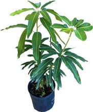 Load image into Gallery viewer, Mango Tree Julie Dwarf Grafted, 3-gal Container from Florida Fruit Trees Everglades Farm 
