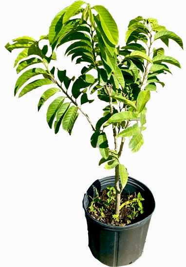 Red Custard Apple, Chirimoya Tree, 3-gal Container from Florida Fruit Trees Everglades Farm 