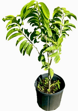 Load image into Gallery viewer, Red Custard Apple, Chirimoya Tree, 3-gal Container from Florida Fruit Trees Everglades Farm 
