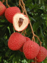 Lychee Tree for Sale | Air-Layered Lychee Trees | Everglades ...