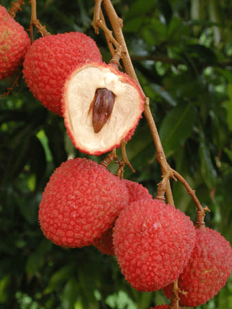 SweetHeart Lychee Fruit Tree