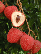 Load image into Gallery viewer, Lychee SweetHeart Fruit Tree Air Layered, 3 Gal Container from Florida Fruit Trees Everglades Farm 
