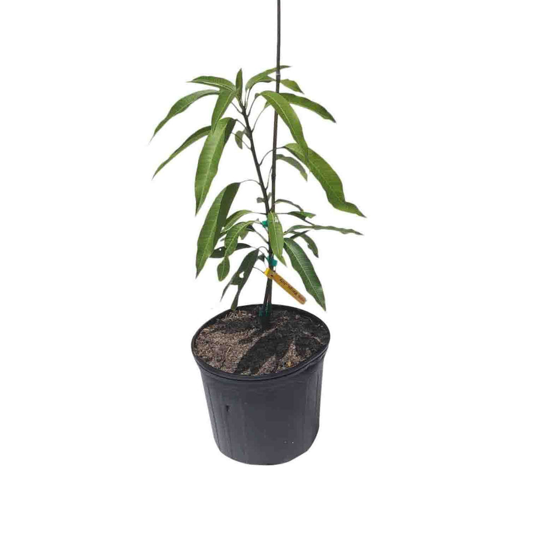 Irwin Mango Tree, Grafted, 3-Gal Container from Florida
