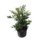 Grimal Jaboticaba Tree Fruit Trees 103-Pine Island Nursery