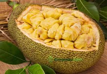 Load image into Gallery viewer, Jackfruit Banana Crush Grafted Tree, 3 feet tall, For Sale from Florida

