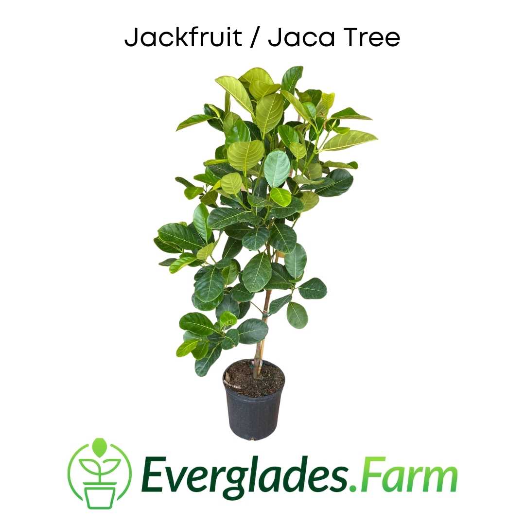 Jackfruit Jaka Tree Everglades Farm