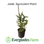 Jade Succulent House Plant 115-Orlando Nursery