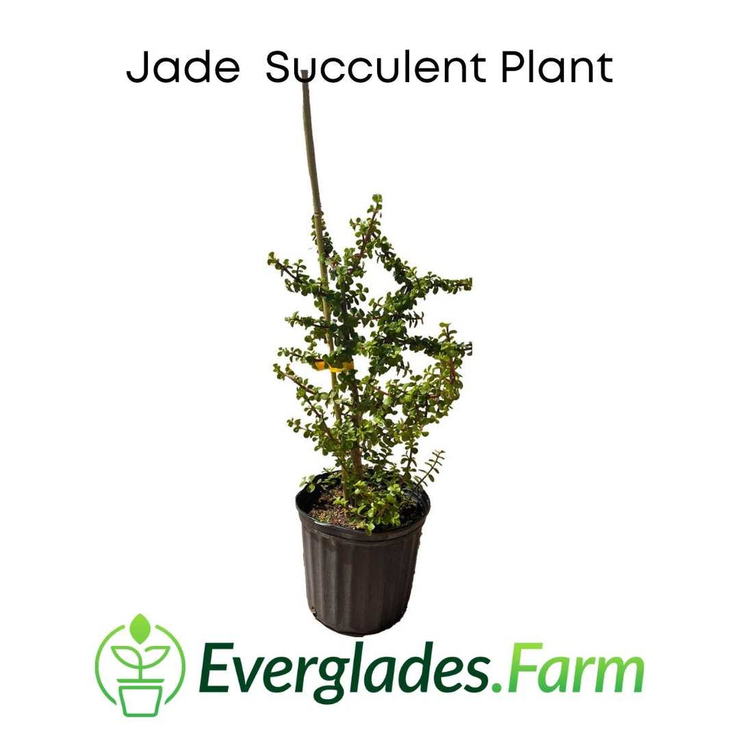 Jade Succulent House Plant