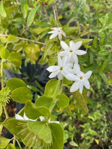Water Jasmine Plant, White Flower Fruit Trees 102-Zill High Performance Plants 