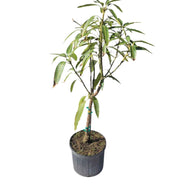 Juicy Peach Mango Tree, Grafted, 3 Gal Container from Florida