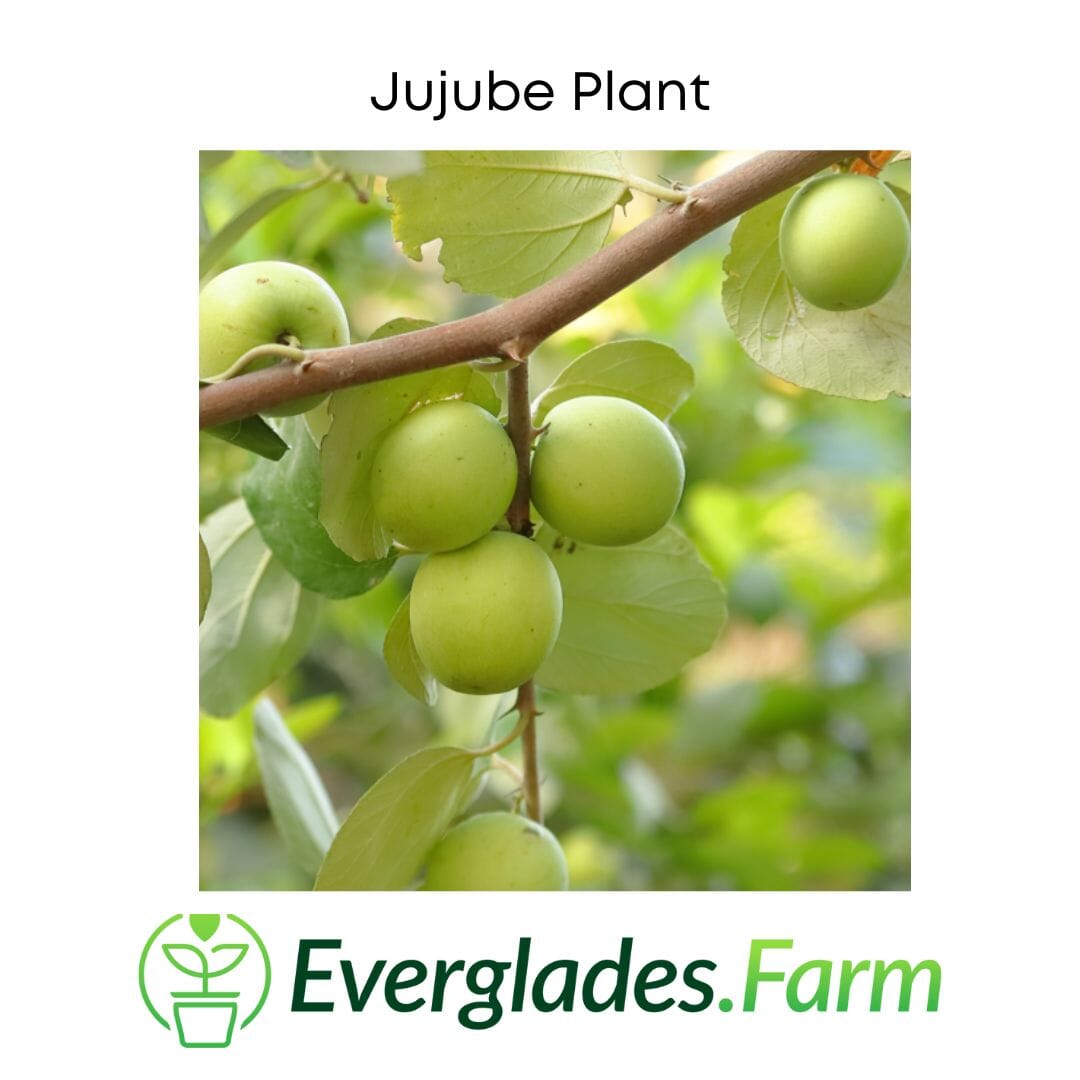 Jujube Tree Grafted 103-Pine Island Nursery