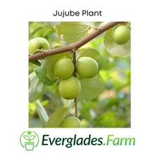 Load image into Gallery viewer, Jujube Tree Grafted, 3 Feet Tall for Sale from Florida
