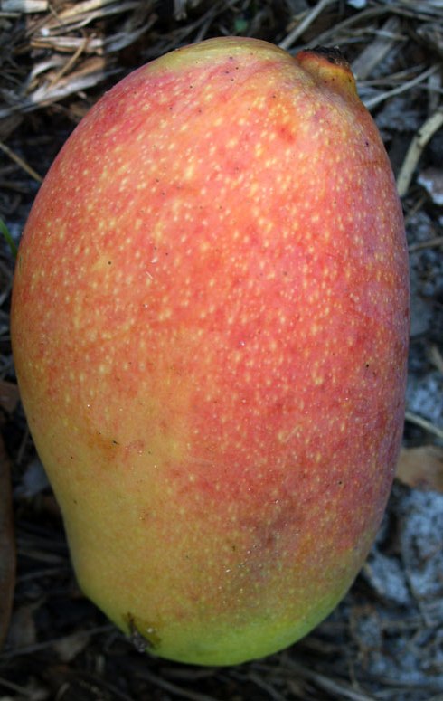 Juliette Mango Fruit Everglades Farm