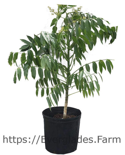 June Plum Tree, 2 Feet Tall, 3-Gal Container from Florida