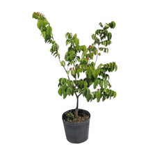 Golden-Star Star Fruit Carambola Fruit Tree, Grafted 100-Carlos Tropical Fruits 