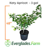 Katy Apricot Tree Everglades Farm