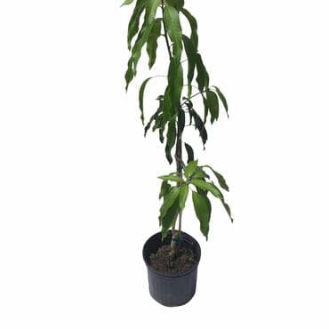 Keow Savoy Mango, Grafted Tree Fruit Trees 102-Zill High Performance Plants 