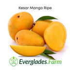 Kesar Mango, Grafted Tree Fruit Trees 102-Zill High Performance Plants 