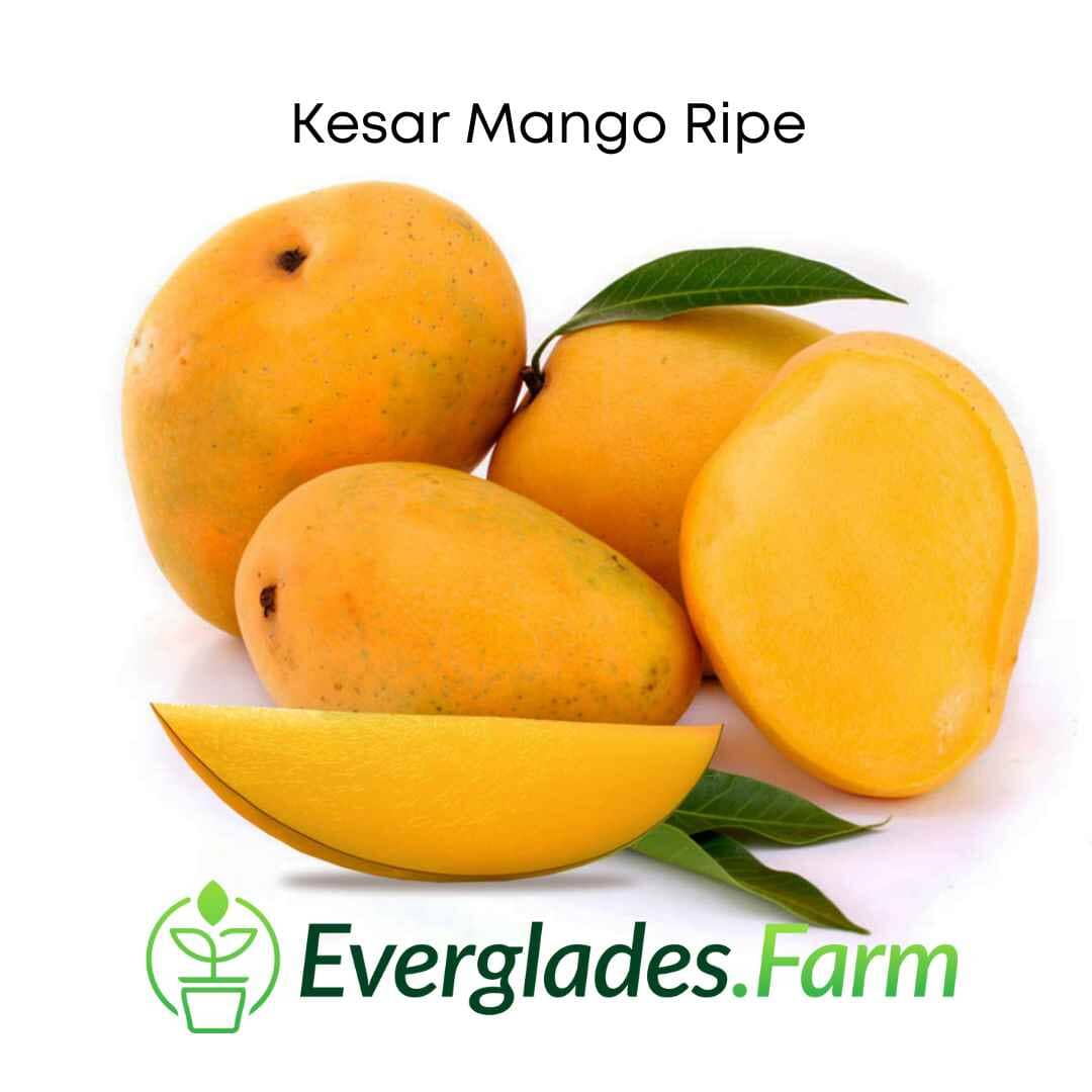 Kesar Mango, Grafted Tree Fruit Trees 102-Zill High Performance Plants 