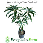 Kesar Mango, Grafted Tree Fruit Trees 102-Zill High Performance Plants 
