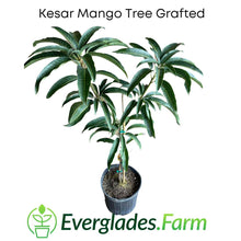 Load image into Gallery viewer, Kesar Mango, Grafted Tree, For Sale from Florida
