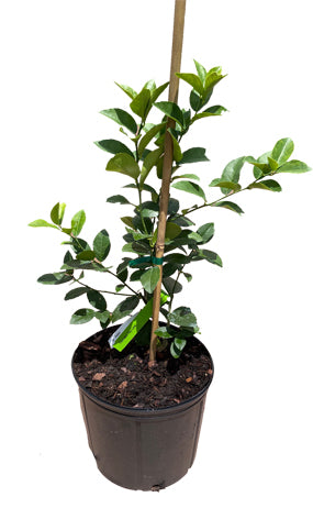 Thornless Key Lime / Mexican Lime Tree