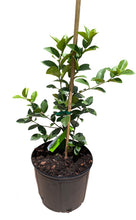 Load image into Gallery viewer, Thornless Key Lime / Mexican Lime Tree, For Sale from Florida
