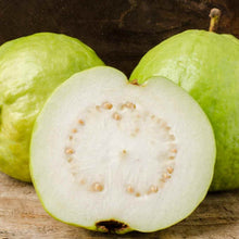 Load image into Gallery viewer, Kilo Guava Tree White Variety
