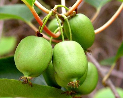 Issai Kiwi Self-Fertile Female Plant
