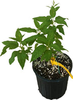 Issai Kiwi Self-Fertile Female Plant 118-Agri-Starts Inc