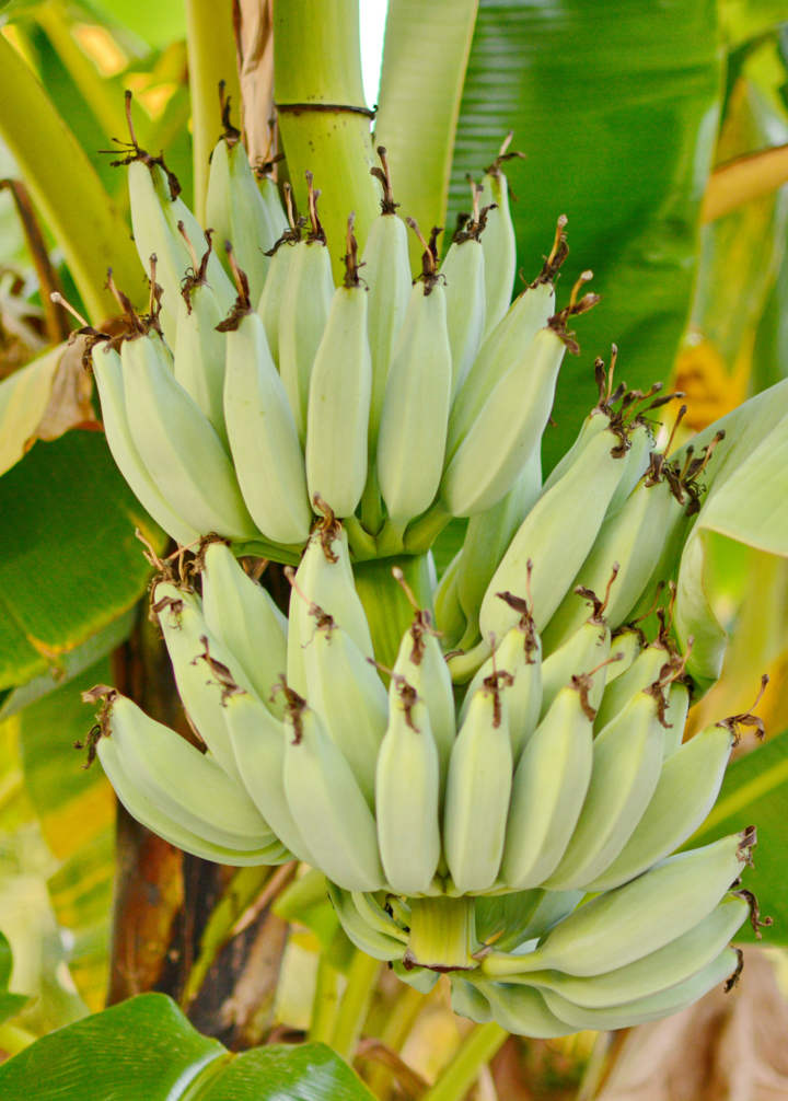 Dwarf Banana Plant, Kokopo, Patupi