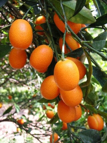 Nagami Kumquat Dwarf Citrus Tree Grafted 113-Brite Leaf Citrus Nursery 