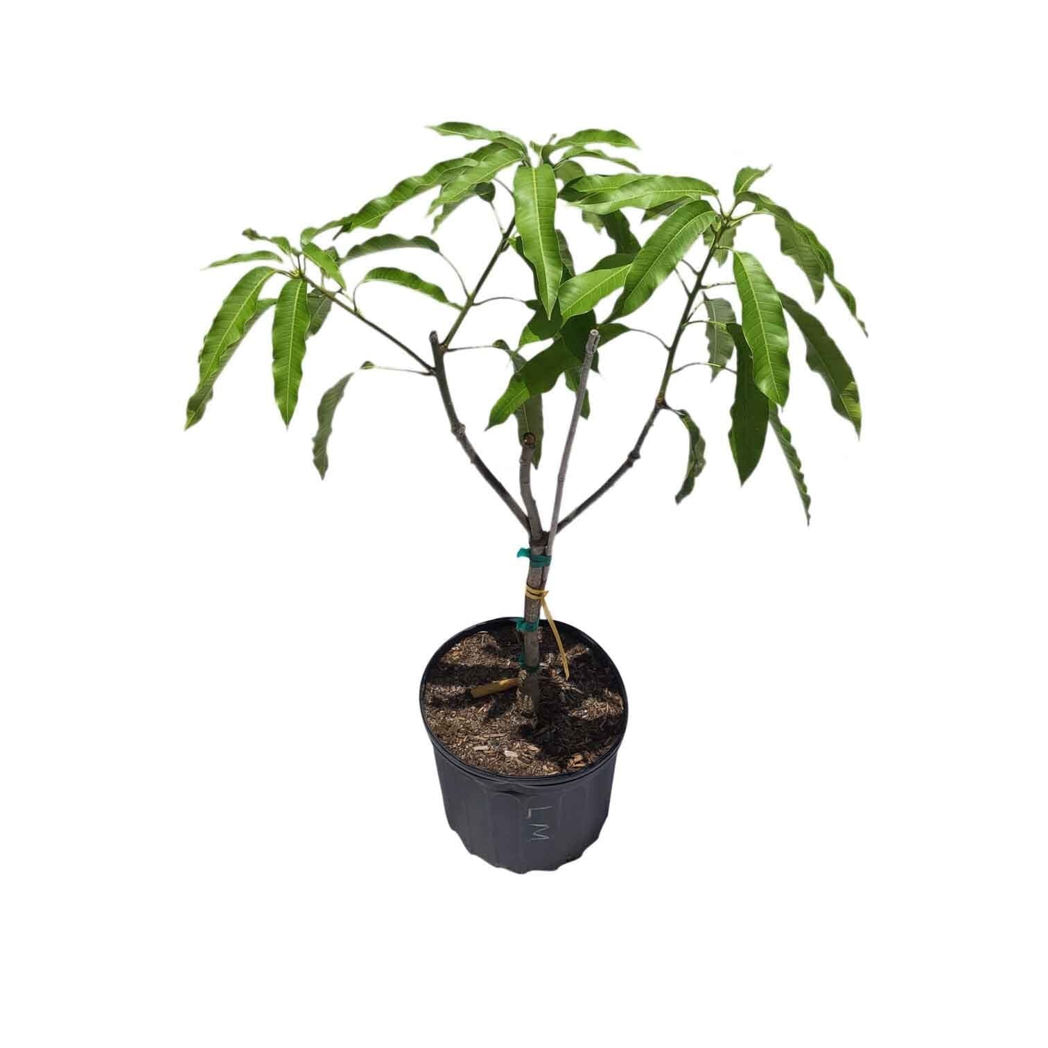 Lemon Meringue [Pu Pyu Kalay] Grafted Mango Tree Fruit Trees 103-Pine Island Nursery