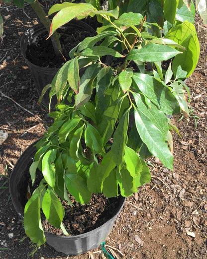 SweetHeart Lychee Fruit Tree