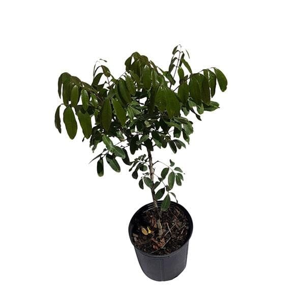 Danglemen Longan Tree, Air-Layered Fruit Trees 103-Pine Island Nursery 