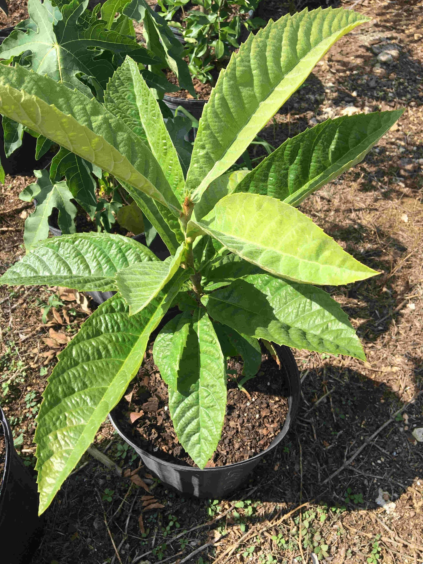 Japanese Plum Loquat Tree 2 Feet Tall, 3-gal Container from Florida Fruit Trees Everglades Farm 