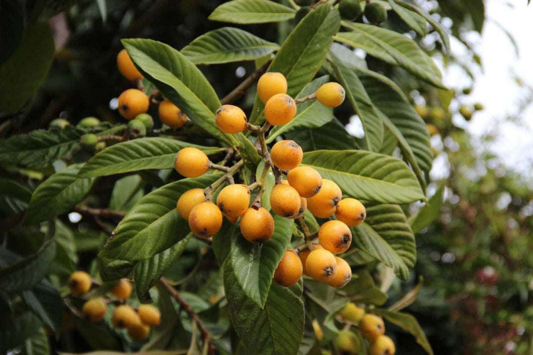 Japanese Plum Loquat Tree 2 Feet Tall, 3-gal Container from Florida Fruit Trees Everglades Farm 