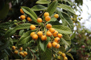 Loquat Bradenton, Japanese Plum Tree Grafted Fruit Trees 102-Zill High Performance Plants 