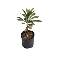 Mamey Sapote Lorito Tree, Grafted, 3-Gal Container from Florida